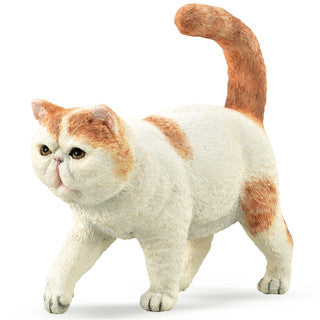 Cat Exotic Shorthair (S) - CollectA