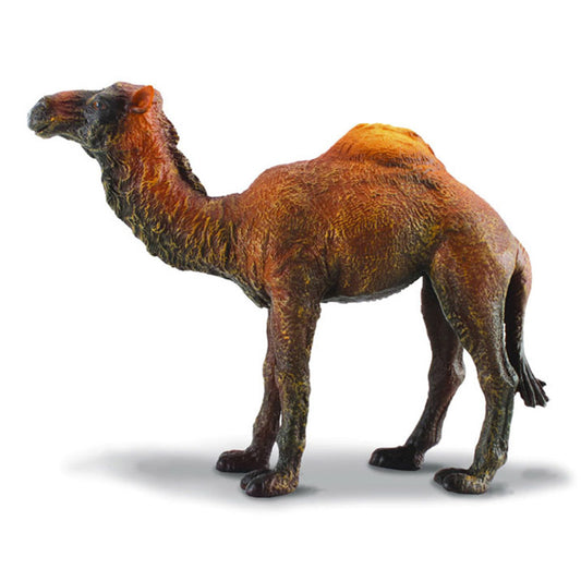 Dromedary Camel (L Yellow Tag) - CollectA
