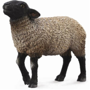 Suffolk Sheep (M) - CollectA